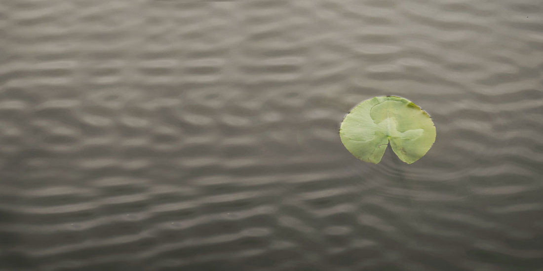 Sustentabilidad: ¿un buen negocio o una causa justa?