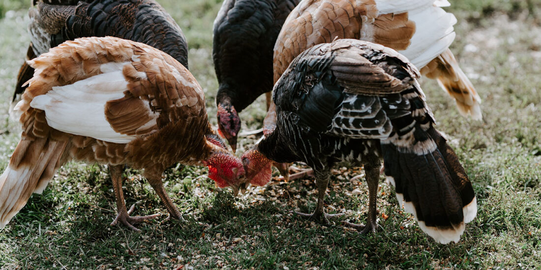 Un pavo como cualquier otro